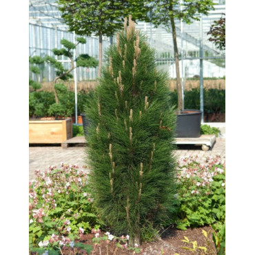 PINUS nigra GREEN TOWER