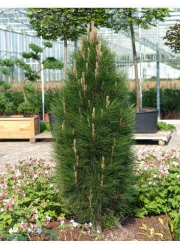 PINUS nigra GREEN TOWER