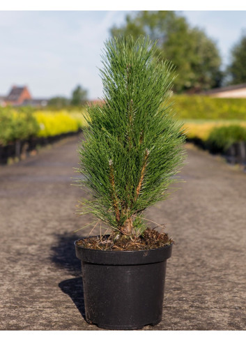 PINUS nigra GREEN TOWER En pot de 7-10 litres