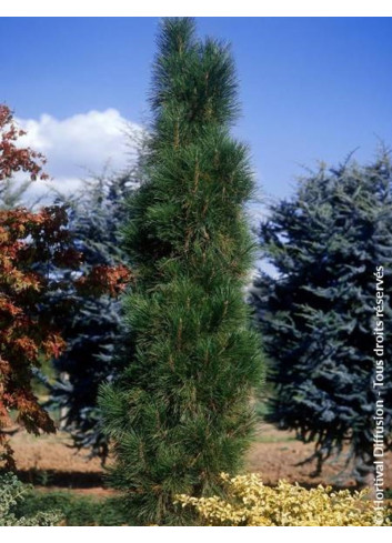 PINUS nigra GREEN TOWER