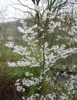 PRUNUS nipponica BRILLANT