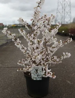 PRUNUS nipponica BRILLANT En pot de 10-12 litres