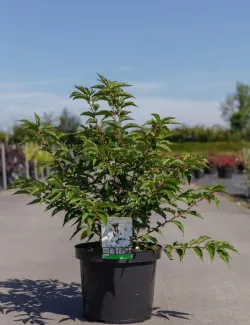 PRUNUS nipponica BRILLANT En pot de 10-12 litres