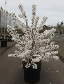 PRUNUS nipponica BRILLANT En pot de 25-30 litres