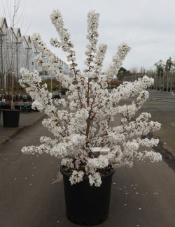 PRUNUS nipponica BRILLANT En pot de 25-30 litres