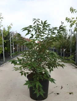 PRUNUS nipponica BRILLANT En pot de 25-30 litres