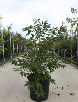 PRUNUS nipponica BRILLANT En pot de 25-30 litres