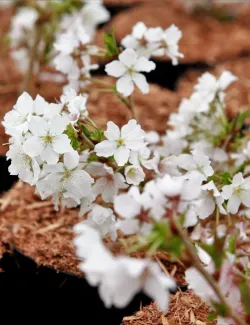 PRUNUS nipponica BRILLANT