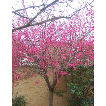 PRUNUS mume BENI-CHIDORI