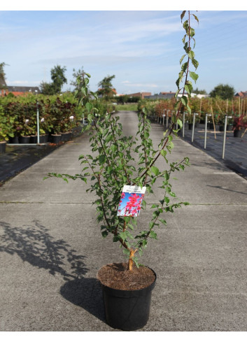 PRUNUS mume BENI-CHIDORI En pot de 7-10 litres