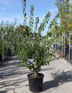 PRUNUS mume BENI-CHIDORI En pot de 25-30 litres
