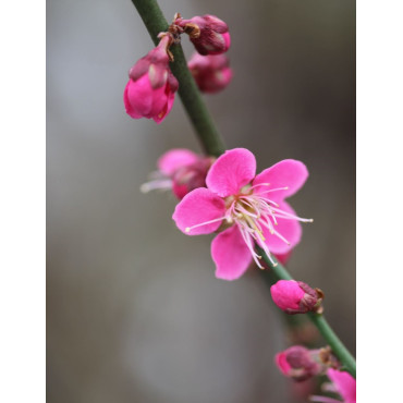 PRUNUS mume BENI-CHIDORI