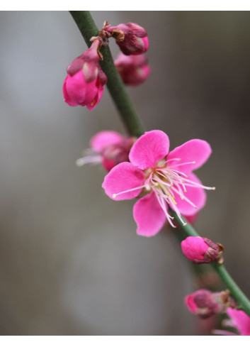 PRUNUS mume BENI-CHIDORI