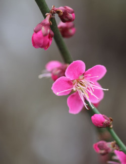 PRUNUS mume BENI-CHIDORI