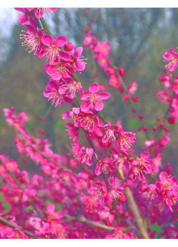 PRUNUS mume BENI-CHIDORI