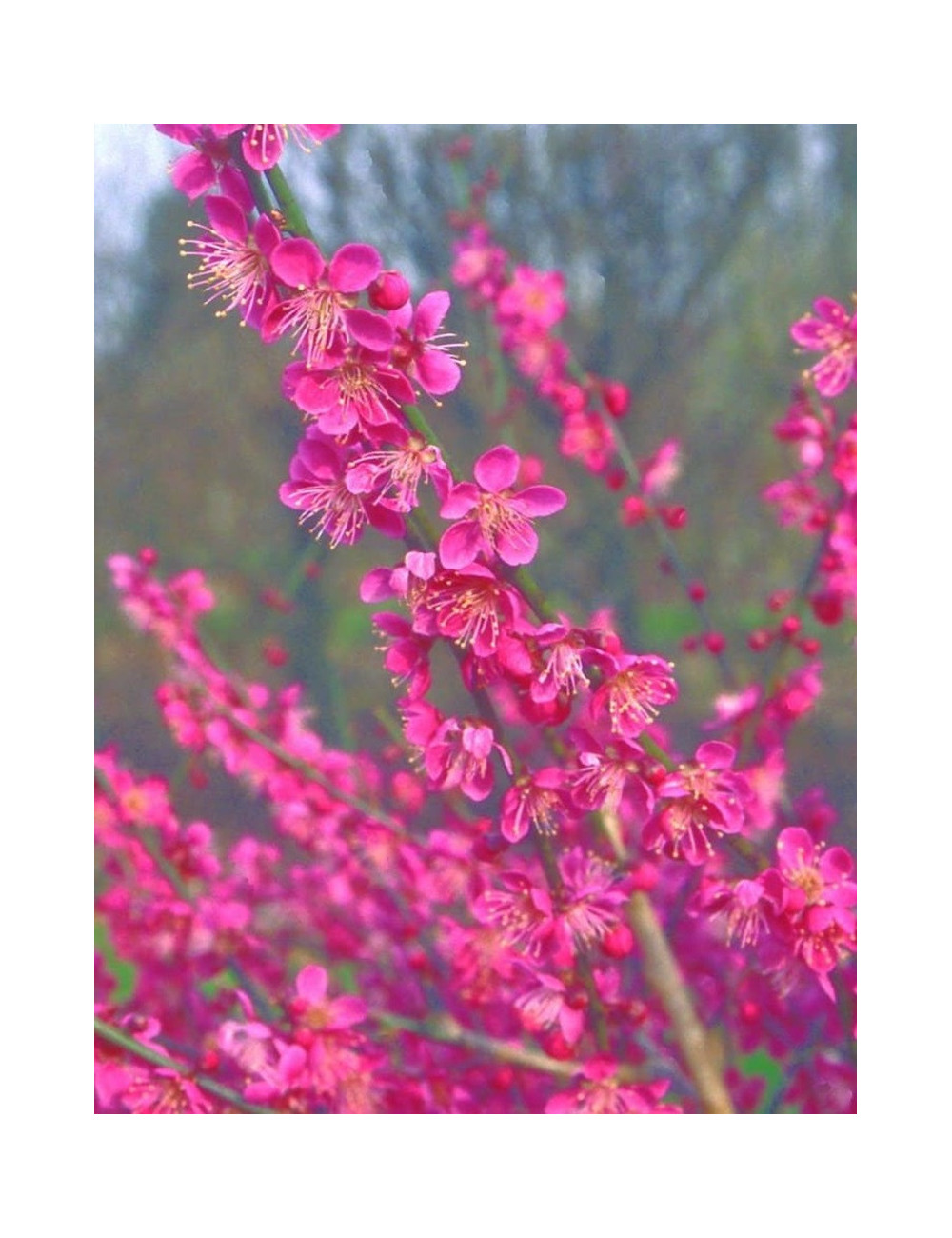 PRUNUS mume BENI-CHIDORI