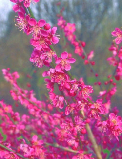 PRUNUS mume BENI-CHIDORI