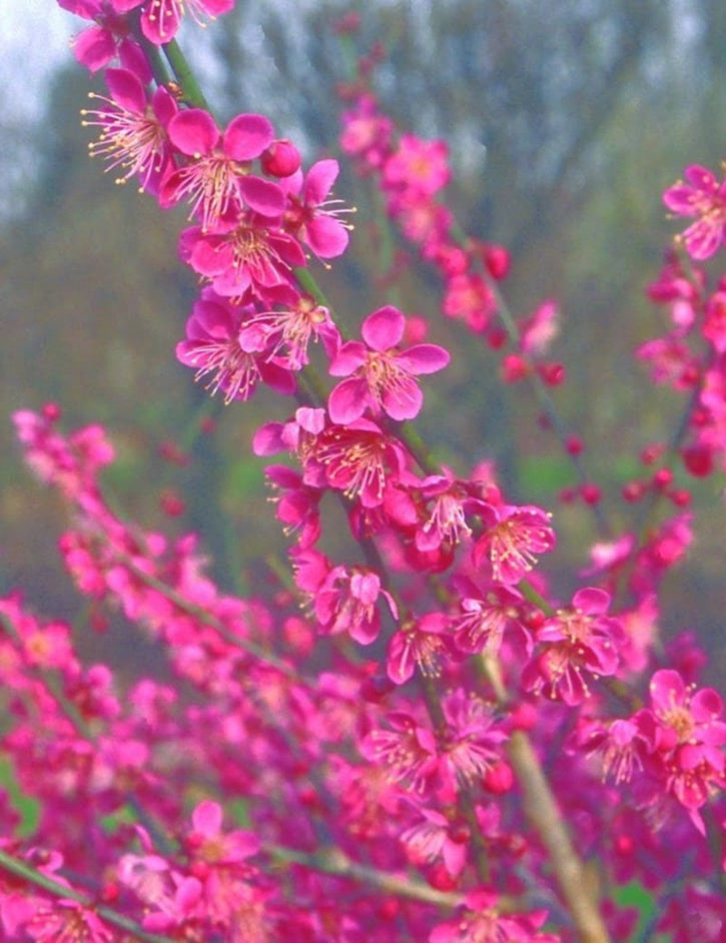 PRUNUS mume BENI-CHIDORI