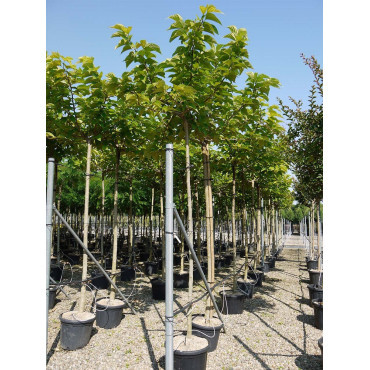 MORUS kagayamae FRUITLESS En pot de 35-50 litres forme tige hauteur du tronc 180-200 cm