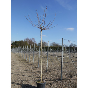 MORUS kagayamae FRUITLESS En pot de 35-50 litres forme tige hauteur du tronc 180-200 cm