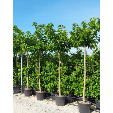 MORUS kagayamae FRUITLESS En pot de 35-50 litres forme tige hauteur du tronc 180-200 cm