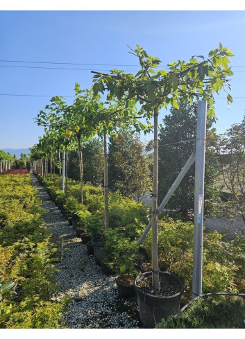 MORUS kagayamae FRUITLESS En pot de 35-50 litres forme plateau sur tige hauteur du tronc 180-200 cm circonférence du tronc 10-12