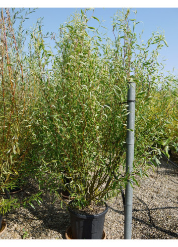 SALIX babylonica TORTUOSA En pot de 35-50 litres