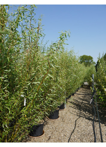 SALIX babylonica TORTUOSA En pot de 35-50 litres