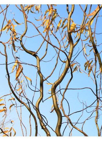 SALIX babylonica TORTUOSA