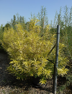 SALIX udensis GOLDEN SUNSHINE En pot de 35-50 litres