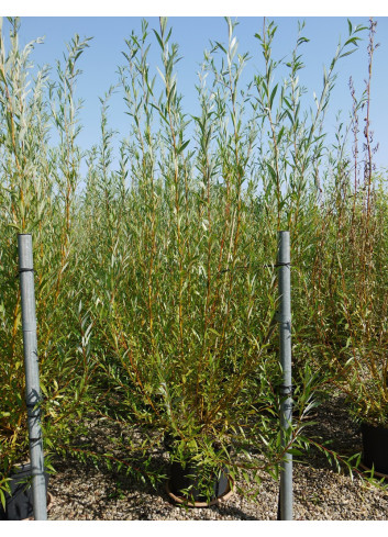 SALIX alba CHERMESINA En pot de 35-50 litres