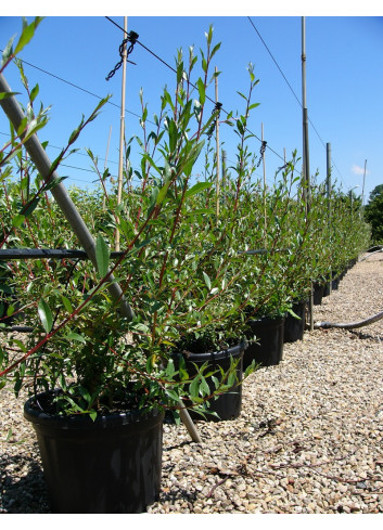 SALIX alba CHERMESINA En pot de 35-50 litres