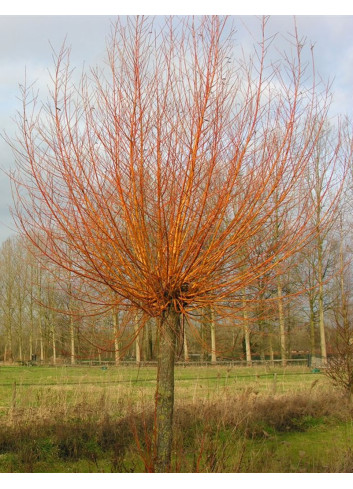 SALIX alba CHERMESINA