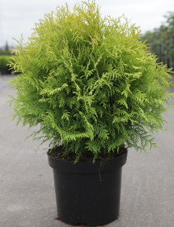 thuya-occidental-golden-globe-thuja-occidentalis-golden-globe-3.jpg
