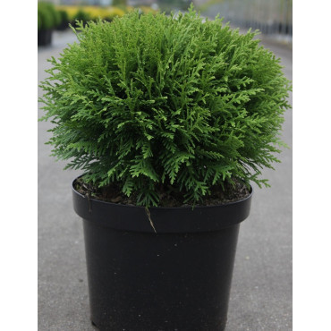 THUJA occidentalis DANICA En pot de 7-10 litres