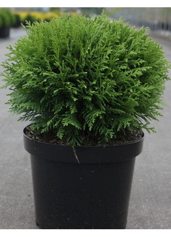 THUJA occidentalis DANICA En pot de 7-10 litres