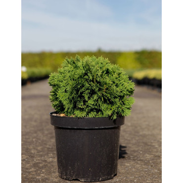 THUJA occidentalis DANICA En pot de 7-10 litres