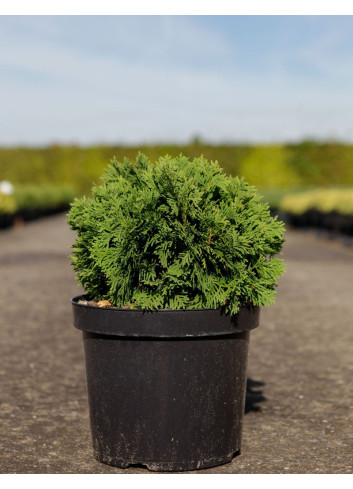 THUJA occidentalis DANICA En pot de 7-10 litres