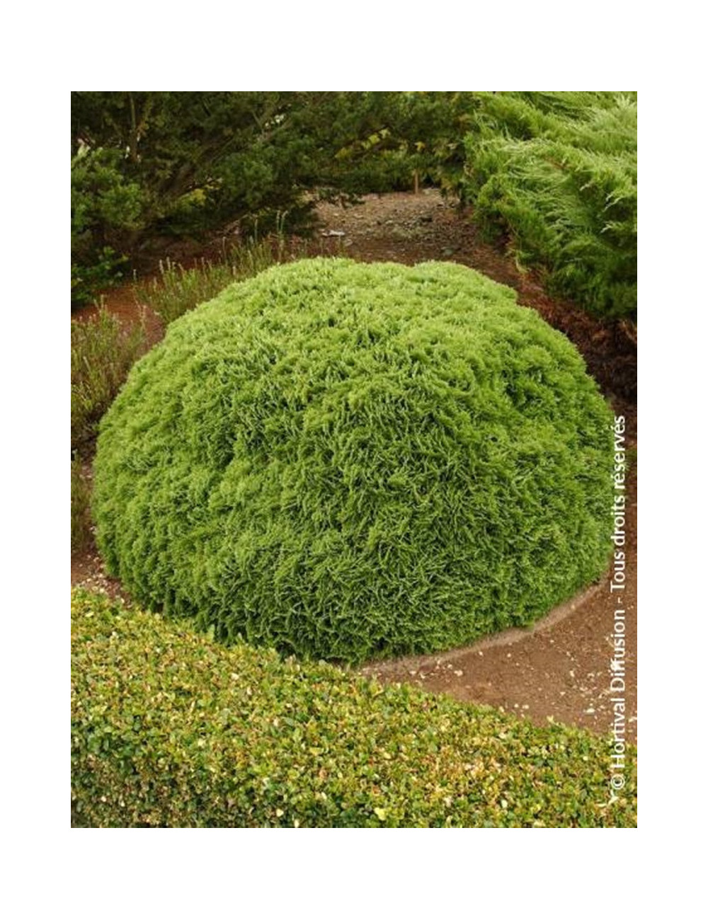 THUJA occidentalis DANICA