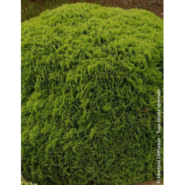 THUJA occidentalis DANICA