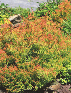 THUJA occidentalis FIRE CHIEF®