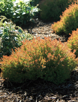 THUJA occidentalis FIRE CHIEF®