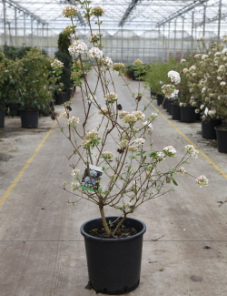 viorne-de-burkwood-anne-russell-viburnum-burkwoodii-anne-russell-3.jpg