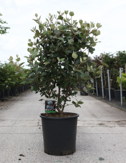 viorne-de-burkwood-anne-russell-viburnum-burkwoodii-anne-russell-4.jpg