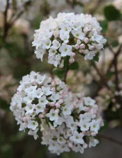 viorne-de-burkwood-anne-russell-viburnum-burkwoodii-anne-russell-2.jpg