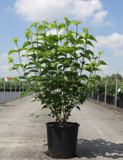 VIBURNUM dentatum BLUE MUFFIN En pot de 10-12 litres