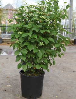 VIBURNUM dentatum BLUE MUFFIN En pot de 10-12 litres