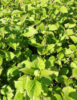 VIBURNUM dentatum BLUE MUFFIN