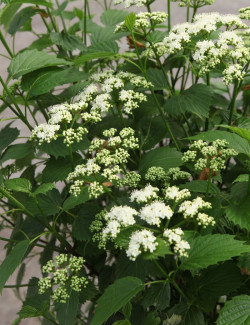 VIBURNUM dentatum BLUE MUFFIN
