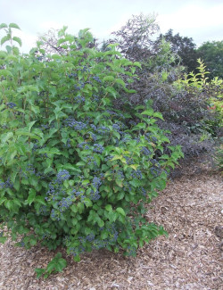 VIBURNUM dentatum BLUE MUFFIN